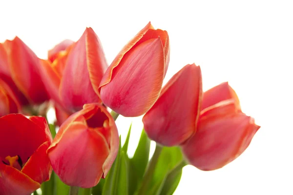 Fresh Beautiful Tulips / isolado em branco / horizontal com policial — Fotografia de Stock