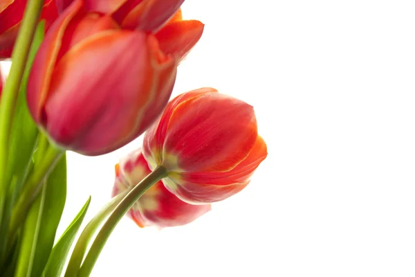 Świeży piękne tulipany na białym tle na białym / poziomy z cop — Zdjęcie stockowe