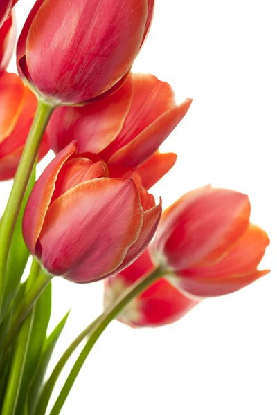 Nové krásné tulipány / izolované na bílém / vertikální s kopií — Stock fotografie