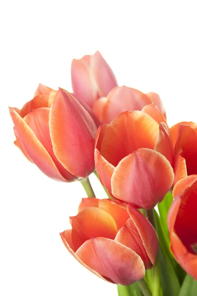 Frische schöne Tulpen / isoliert auf weiß / vertikal mit Kopie — Stockfoto