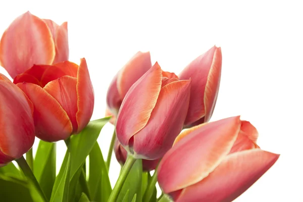 Fresh Beautiful Tulips / isolated on white / horizontal with cop — Stock Photo, Image