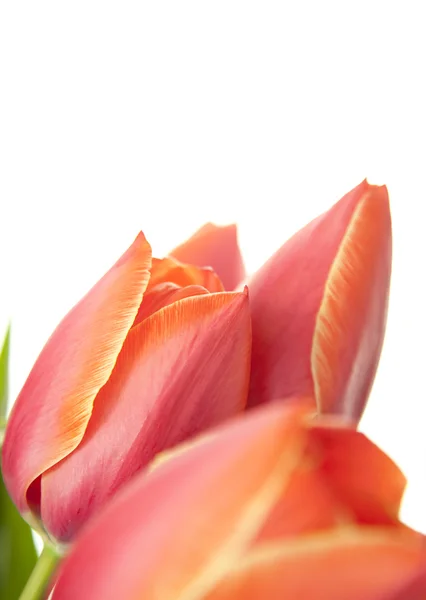 Nové krásné tulipány / izolované na bílém / vertikální s kopií — Stock fotografie