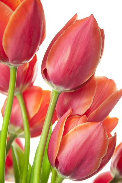 Свіжі красиві тюльпани / ізольовані на білому / вертикальному з копією — стокове фото