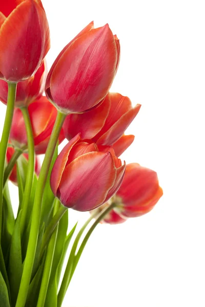 Świeży piękne tulipany na białym tle na białym / pionowy z kopią — Zdjęcie stockowe