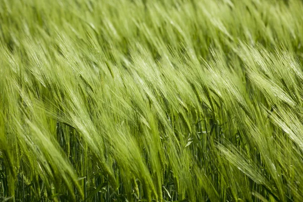 Green wheat and windy weathe — Stock Photo, Image