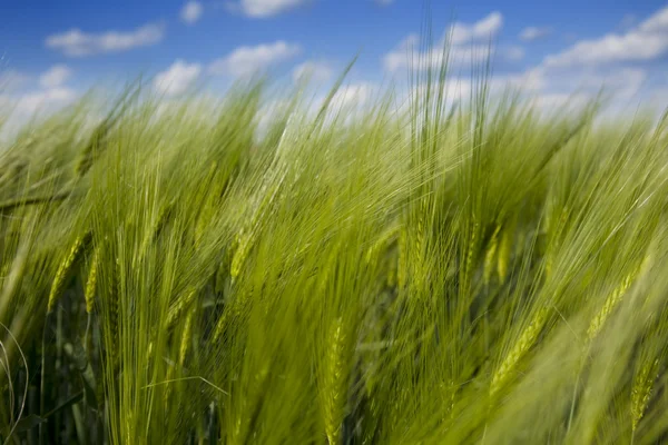 Campo de trigo verde y cielo azul nublado / verano / enfoque selectivo —  Fotos de Stock