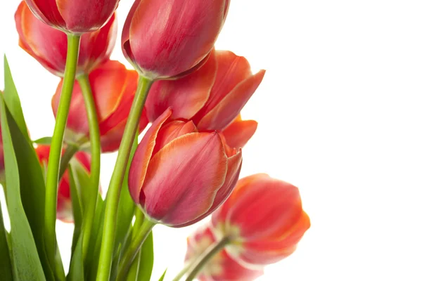 Fresh Beautiful Tulips / isolated on white / horizontal with cop — Stock Photo, Image
