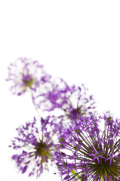Krásné Allium / abstraktní na bílém pozadí — Stock fotografie