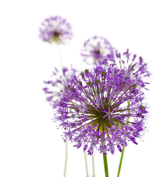 Krásné Allium / abstraktní na bílém pozadí — Stock fotografie