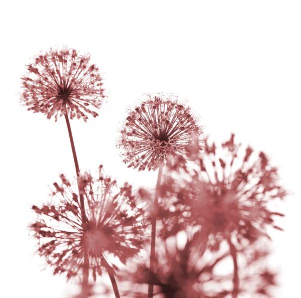 Flores vermelhas bonitas / abstrato no branco — Fotografia de Stock