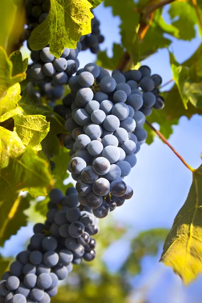 Grapes on the Vine / summer Royalty Free Stock Photos