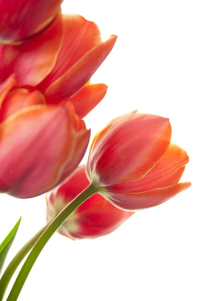 Frische schöne Tulpen / isoliert auf weiß / senkrecht mit Polizist — Stockfoto