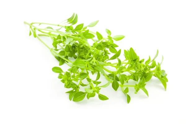 新鲜的罗勒 / 香料草本植物在白色背景上 — 图库照片