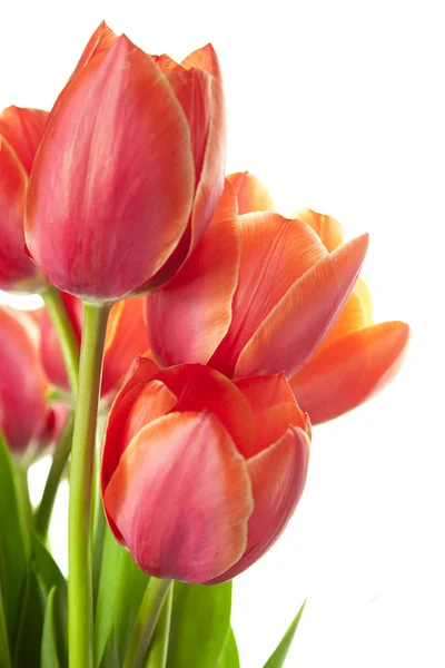 Fresh Beautiful Tulips / isolated on white / vertical with copy — Stock Photo, Image