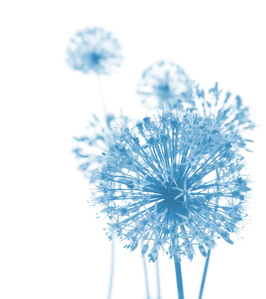 Hermosas flores azules / abstracto en blanco — Foto de Stock