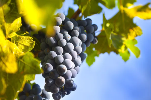 Виноград на виноградной лозе / лето — стоковое фото