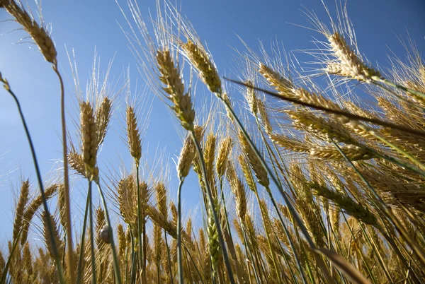 Желтая спелая пшеница против голубого неба / лета — стоковое фото