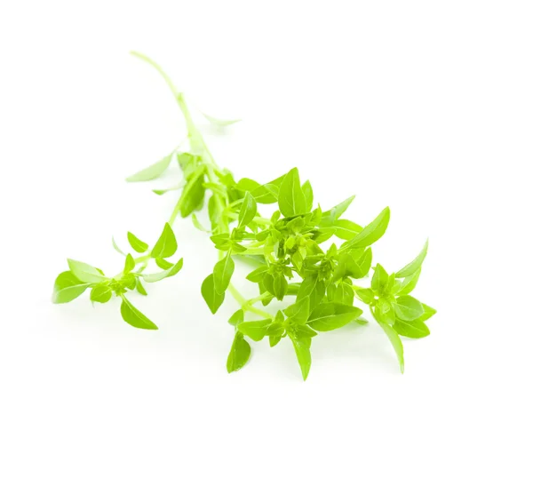 Świeża bazylia / przyprawy zioła na białym tle — Zdjęcie stockowe