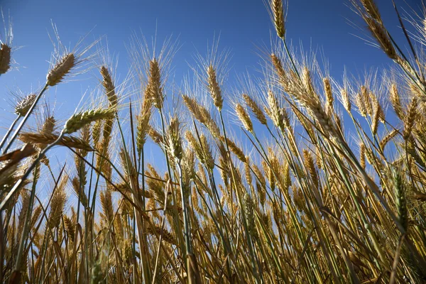Желтая спелая пшеница против голубого неба / лета — стоковое фото