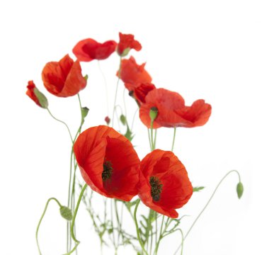 Natural Fresh Poppies isolated on white / focus on the foregroun clipart