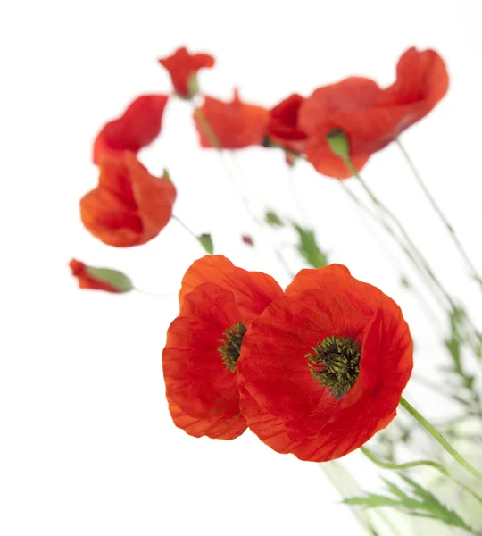 Natural Fresh Poppies isolated on white background / focus on th — Stock Photo, Image