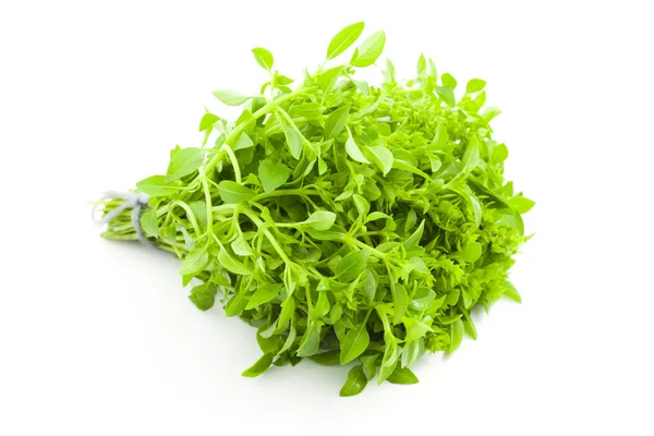 Fresh Basil / spice herb on white background — Stock Photo, Image