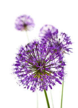 Beautiful Allium Fliwers / abstract on white clipart