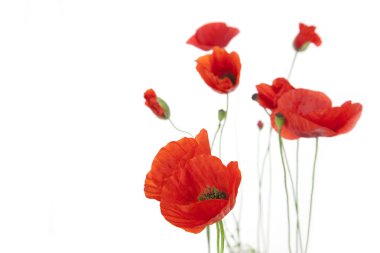 Poppies isolated on white background / focus on the foreground /