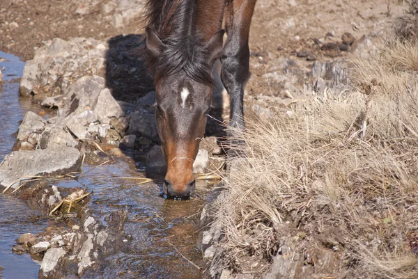 Pferd trinkt Wasser — Stockfoto
