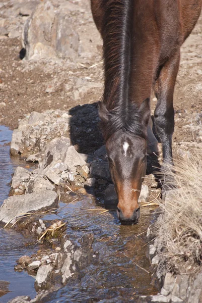 stock image Horse drinking water