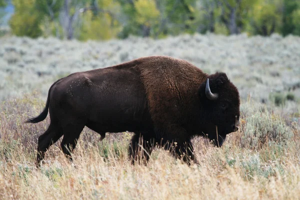 Um bisonte-touro — Fotografia de Stock