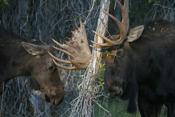 Dvojice moose — Stock fotografie