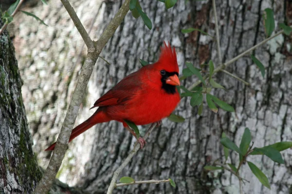 Cardinal — Stock Photo, Image