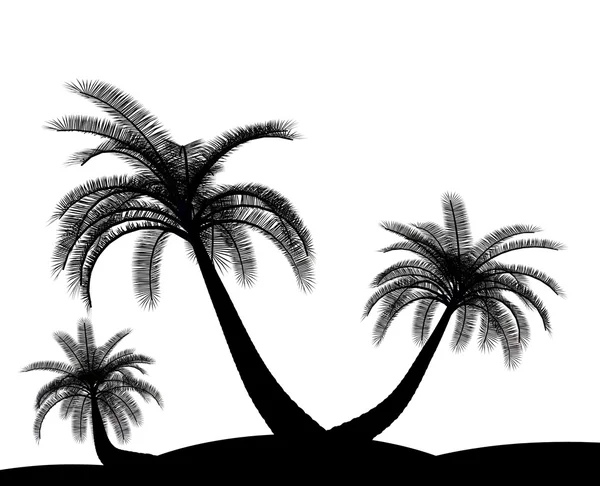 Black On White Palm Tree — Stock Photo © Johnjohnson #3158236