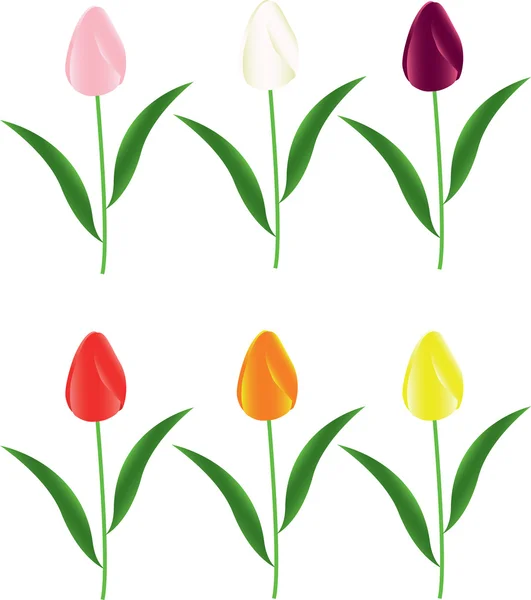 Conjunto de tulipas — Vetor de Stock