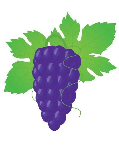Big grape — Stock Vector
