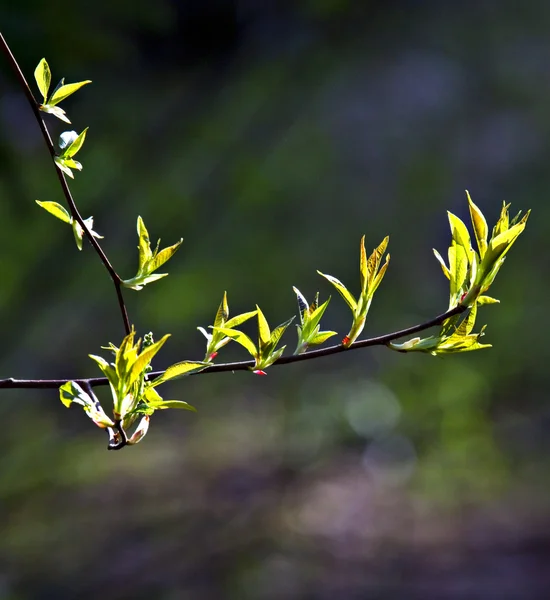 Ramo de árvore na primavera . — Fotografia de Stock