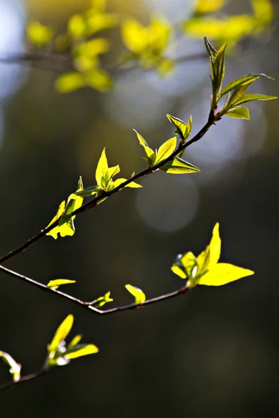 Ramo de árvore na primavera . — Fotografia de Stock