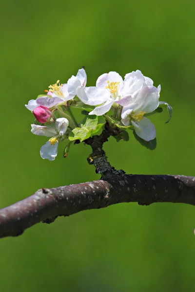 फूल में एक सेब ट्री की शाखा . — स्टॉक फ़ोटो, इमेज