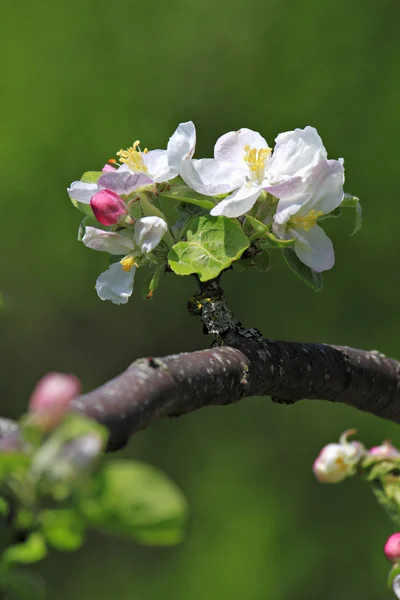 फूल में एक सेब ट्री की शाखा . — स्टॉक फ़ोटो, इमेज