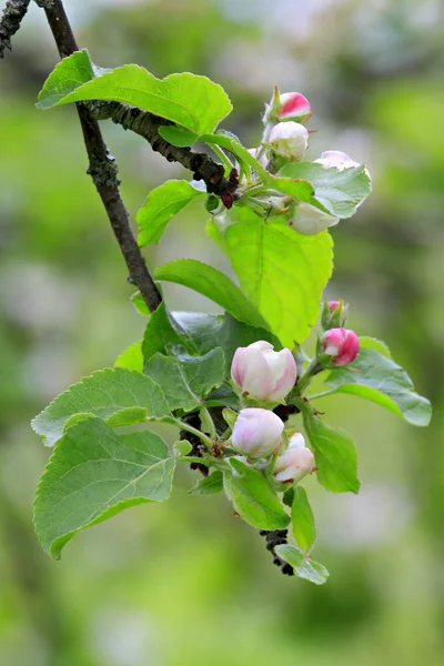 Branch of an apple-tree in bloom. — Stock Photo, Image