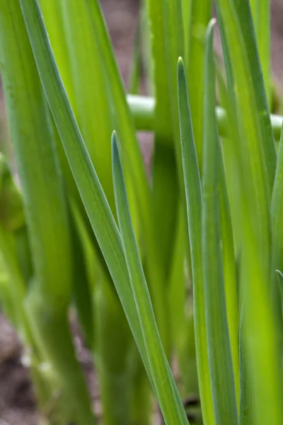 Spring onions — Stock Photo, Image