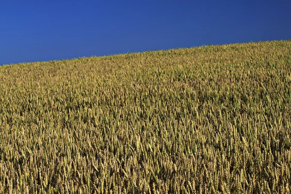 Field of rye. — Stock Photo, Image