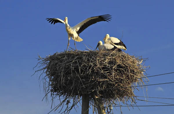 stock image Stork family in the nest.