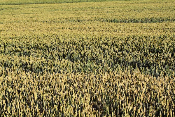 Field of rye. — Stock Photo, Image