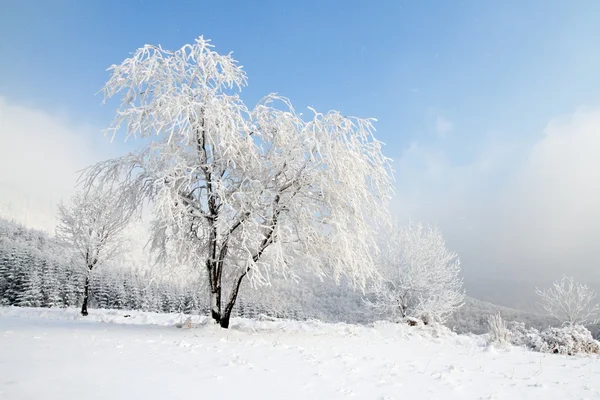 Drzewo zimowe — Zdjęcie stockowe
