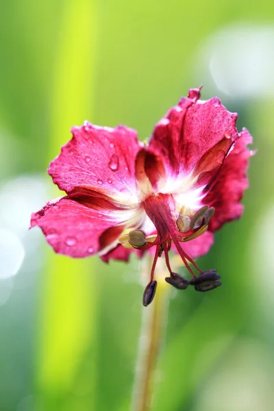 Λουλούδι σε χόρτο — Φωτογραφία Αρχείου