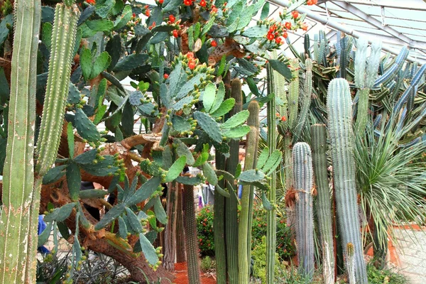 Cactus en invernadero —  Fotos de Stock