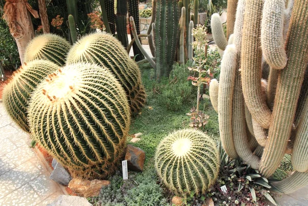 Cactus en invernadero —  Fotos de Stock