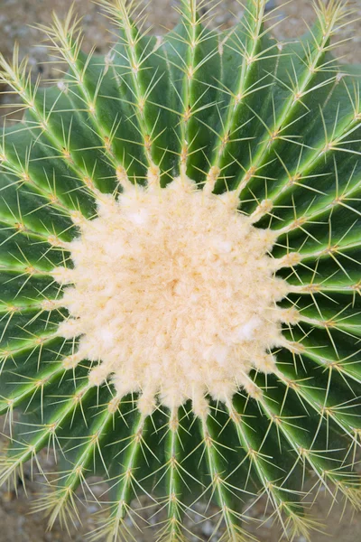 stock image Cactus top view